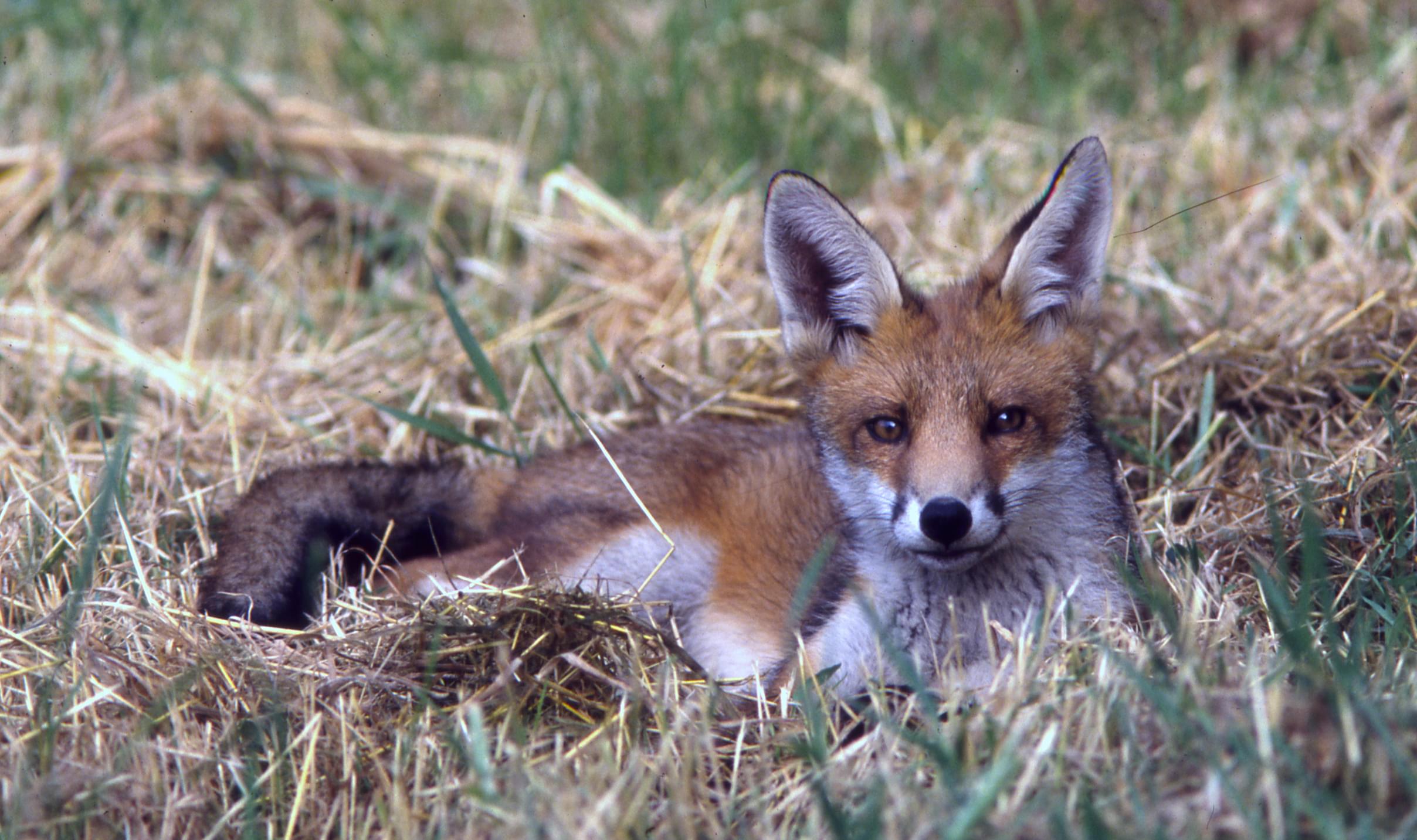 fox