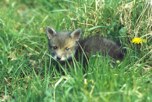 fox cub