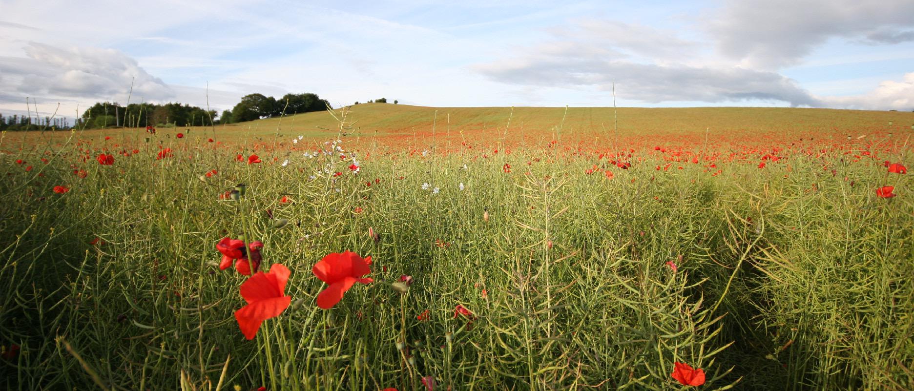 poppies
