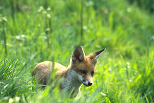 young fox