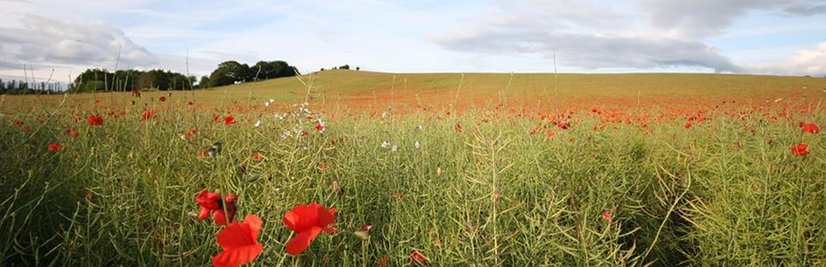 poppies
